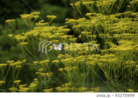 黄色い花の上に止まっているモンシロチョウ 黄色い花の上に止まっているモンシロチョウ 93270999
