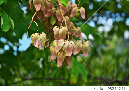 アオギリの袋状の果実(夏、八月) アオギリの袋状の果実(夏、八月) 93271241