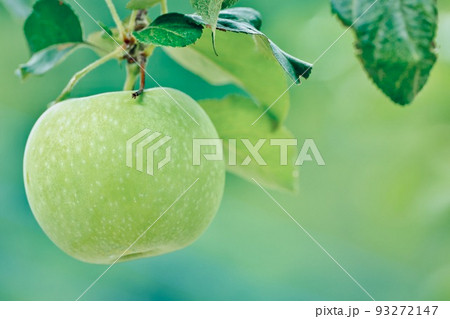 青リンゴ 青リンゴ 93272147