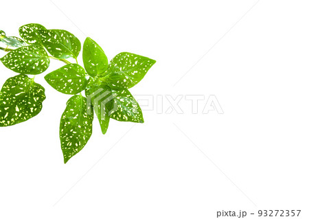 観葉植物のヒポエステス【グリーンの背景素材】 93272357