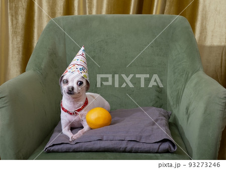 A small white chihuahua dog celebrating a birthday lies in a cozy chair in a festive hat next to a yellow orange and looks attentively into the camera. A small white chihuahua dog celebrating a birthday lies in a cozy chair in a festive hat next to a yellow orange and looks attentively into the camera. 93273246
