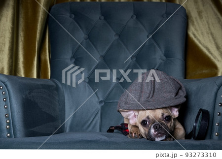 A dog breed French bulldog, in the form of a detective, lies in the corner of a cozy chair in a gray cap, and next to it is a magnifying glass. A dog breed French bulldog, in the form of a detective, lies in the corner of a cozy chair in a gray cap, and next to it is a magnifying glass. 93273310