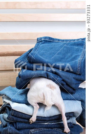 A funny fur butt with tail of small purebred white chihuahua dog with little feet posing under the different coloured blue jeans by the structure craft wooden wall and dislikes to pose to the camera. A funny fur butt with tail of small purebred white chihuahua dog with little feet posing under the different coloured blue jeans by the structure craft wooden wall and dislikes to pose to the camera. 93273331