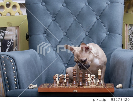A dog of the French Bulldog breed looks in surprise at a wooden chess board where there are several chess pieces and thinks about the game. 93273420