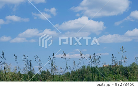 Tall green grass in a meadow and a blue bright sky with light white clouds on a sunny summer day. 93273450