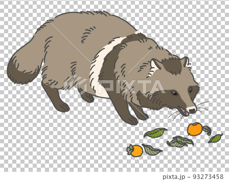 浣熊吃柿子的插圖 浣熊吃柿子的插圖 93273458