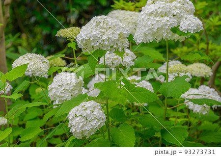 アジサイ、アナベル 6月、白の花 アジサイ、アナベル 6月、白の花 93273731