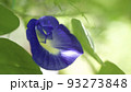 バタフライピーの花のクローズアップ 93273848