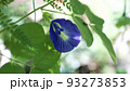 バタフライピーの花のクローズアップ 93273853