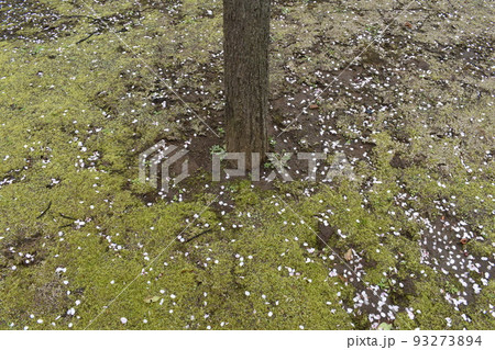 桜の花びら、東京江戸川区 桜の花びら、東京江戸川区 93273894