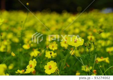 満開のコスモス畑 満開のコスモス畑 93274002
