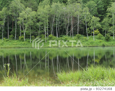 新緑あふれる木曽のあやめ公園池 新緑あふれる木曽のあやめ公園池 93274168
