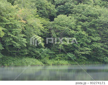 新緑あふれる木曽のあやめ公園池 93274171