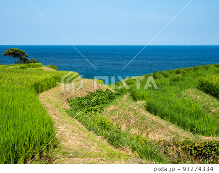 夏の白米千枚田　石川県輪島市　8月 93274334