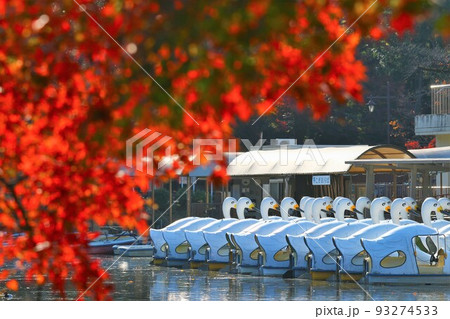 井の頭公園の井の頭池のスワンボートと紅葉 93274533