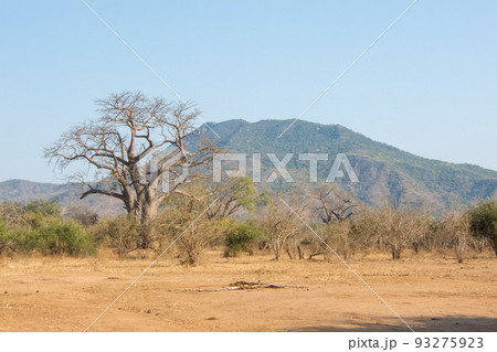 ザンビアのローワー・ザンベジ国立公園内の風景 93275923