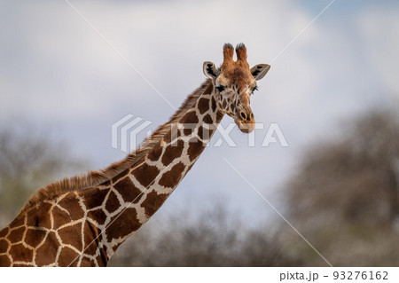 Close-up of reticulated giraffe looking at camera Close-up of reticulated giraffe looking at camera 93276162