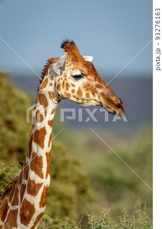 Close-up of reticulated giraffe looking toward camera 93276163