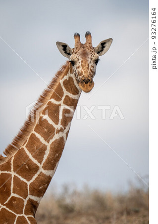 Close-up of reticulated giraffe looking towards camera 93276164