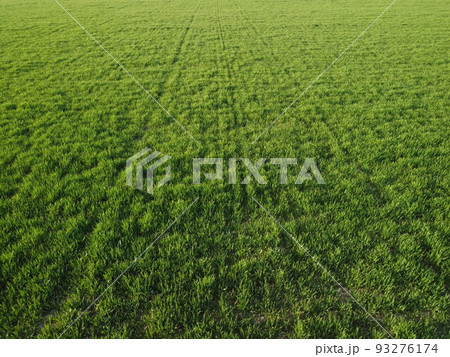Aerial view on green wheat field in countryside. Field of wheat blowing in the wind on sunset. Young and green Spikelets. Ears of barley crop in nature. Agronomy, industry and food production. 93276174