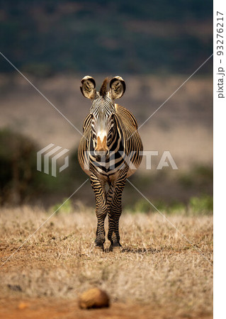 Grevy zebra stands on grassland facing camera 93276217