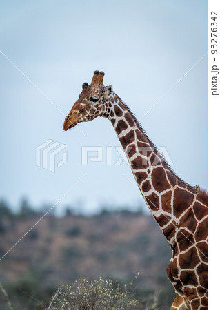 Reticulated giraffe standing under clear blue sky 93276342