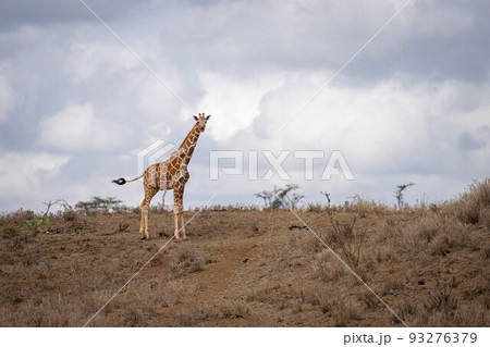 Reticulated giraffe stands in savannah swinging tail Reticulated giraffe stands in savannah swinging tail 93276379