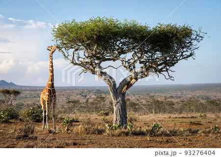 Reticulated giraffe stands stretching neck to branch Reticulated giraffe stands stretching neck to branch 93276404