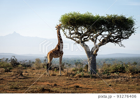 Reticulated giraffe stands stretching neck to feed 93276406