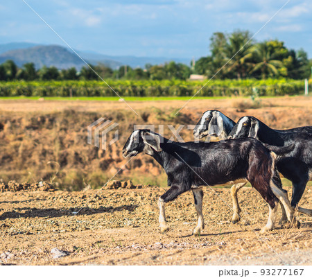 Beautiful summer landscape. Graceful black white goats glossy coats running clay path, green grassy field meadow mountains blue sky clouds. Cute farm animals care. Open air rustic village lifestyle Beautiful summer landscape. Graceful black white goats glossy coats running clay path, green grassy field meadow mountains blue sky clouds. Cute farm animals care. Open air rustic village lifestyle 93277167