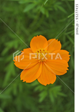 コスモス コスモス 93277435