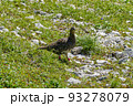 雷鳥 木曽駒ヶ岳 7月 登山 93278079