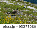 雷鳥 木曽駒ヶ岳 7月 登山 93278080