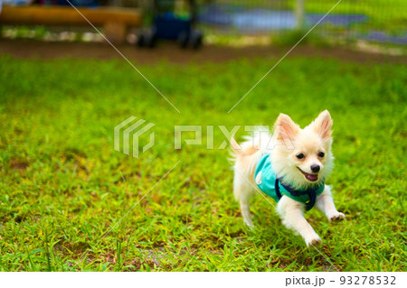 芝生を駆け回る子犬 芝生を駆け回る子犬 93278532