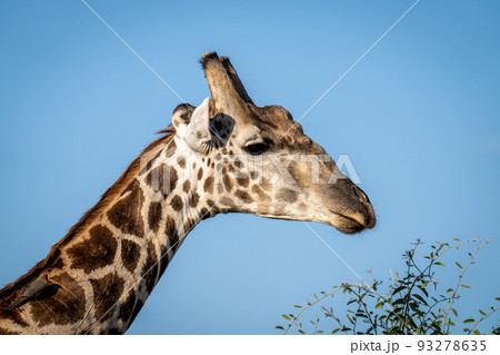 Close-up of southern giraffe with red-billed oxpecker Close-up of southern giraffe with red-billed oxpecker 93278635