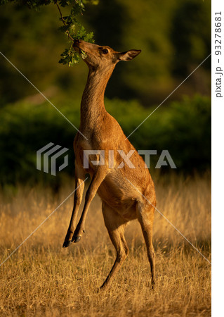 Female red deer browses on hind legs 93278681