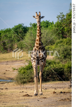 Male southern giraffe stands on bushy riverbank 93278687