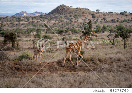 Reticulated giraffe walks across savannah with calf 93278749