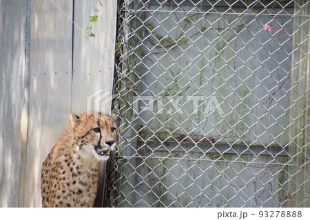 チーター チーター 93278888