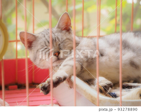 寝ながら腕を伸ばす猫 93278890