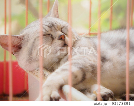 ケージの中で眠っている猫 ケージの中で眠っている猫 93278891
