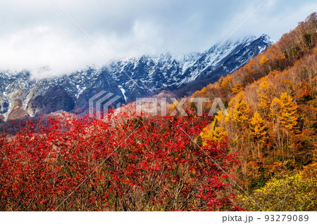 大山南壁の紅葉と新雪 93279089