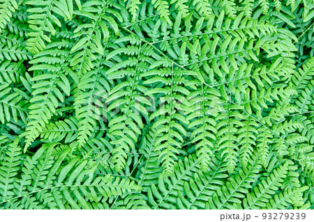 Densely growing wild forest fern full frame, texture for background. Densely growing wild forest fern full frame, texture for background. 93279239