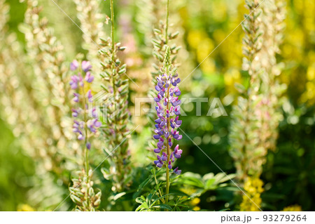 Flowering garden plant lupine, shallow depth of field, selective focus. 93279264