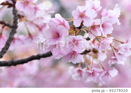 満開の河津桜 ピンクが可愛い早咲き桜の写真素材 [93279320] - PIXTA