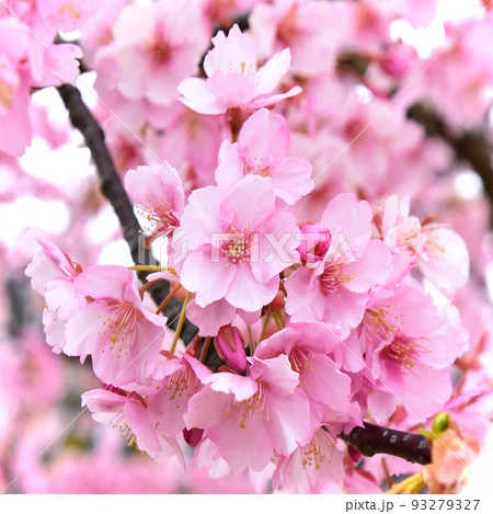 満開の河津桜 ピンクが可愛い早咲き桜の写真素材 [93279327] - PIXTA