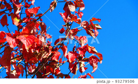秋の紅葉した葉と青空の風景 93279506