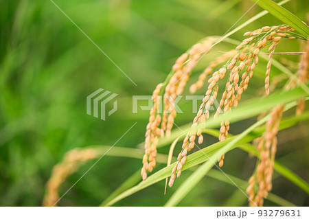 稲刈りの時期に。 93279631