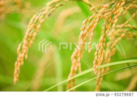 稲刈りの時期に。 稲刈りの時期に。 93279687