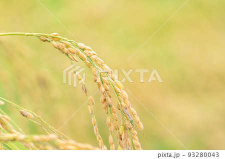 稲刈りの時期に。 93280043